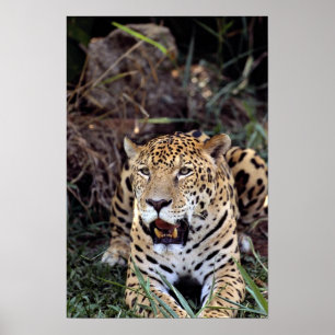 Affiches Jaguar (onca de Panthera)