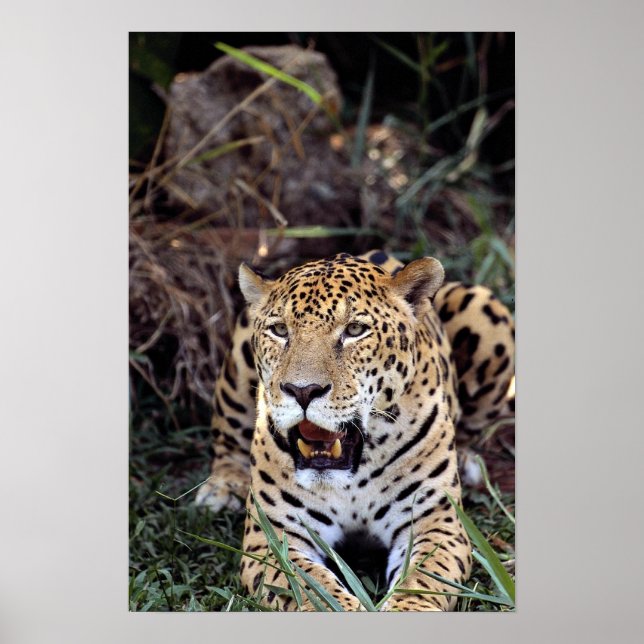 Affiches Jaguar (Panthera onca) (Devant)