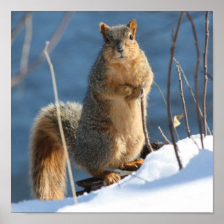Affiches J'ai l'air d'avoir perdu mes noix !