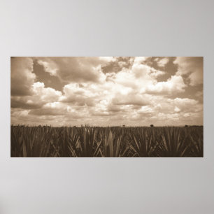 Affiches Jalisco Mexique Agave Paradise