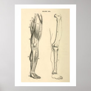 Affiches Jambe vintage d'humain de muscles et d'os