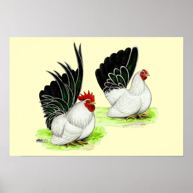 Affiches Japanese Black White Bantams (Devant)
