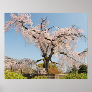 Affiches Japon, Kyoto. Cerisier pleureur sous un ciel bleu