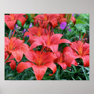 Affiches Jardin aux fleurs d'Orange