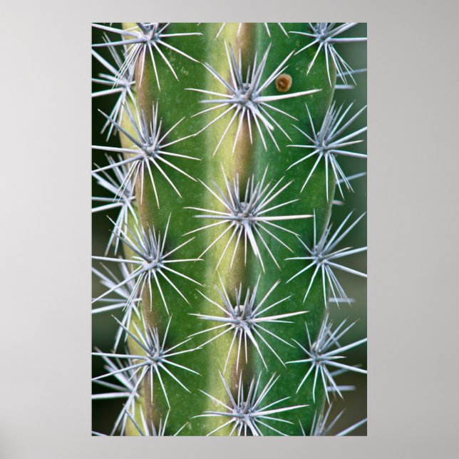 Affiches Jardin botanique de Huntington, Octopus Cactus (Devant)