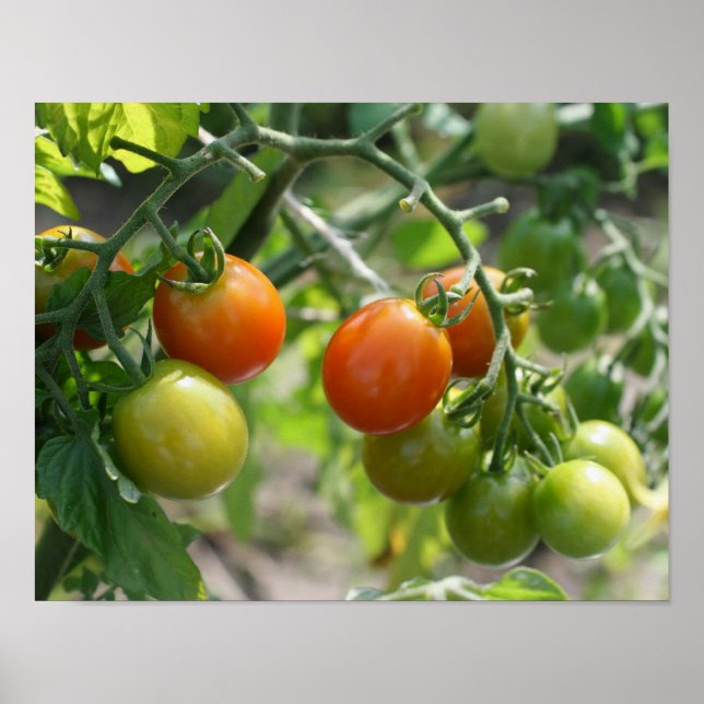 Affiches Jardin Cherry Tomates Nature (Devant)