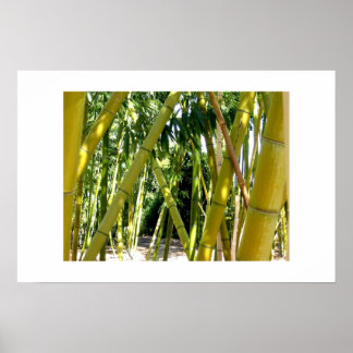 Affiches Jardin de Bambou