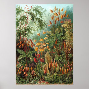 Affiches Jardin de Haeckel