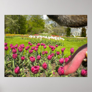 Affiches Jardin de Tulip à travers l'affiche de la bouche d