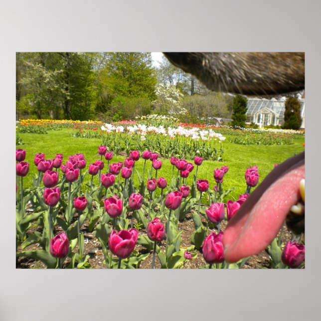 Affiches Jardin de Tulip à travers l'affiche de la bouche d (Devant)