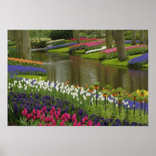 Affiches Jardin de tulipe et d'hyacinthe, Keukenhof Gardens