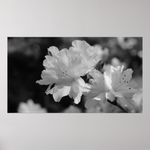 Affiches Jardin des fleurs