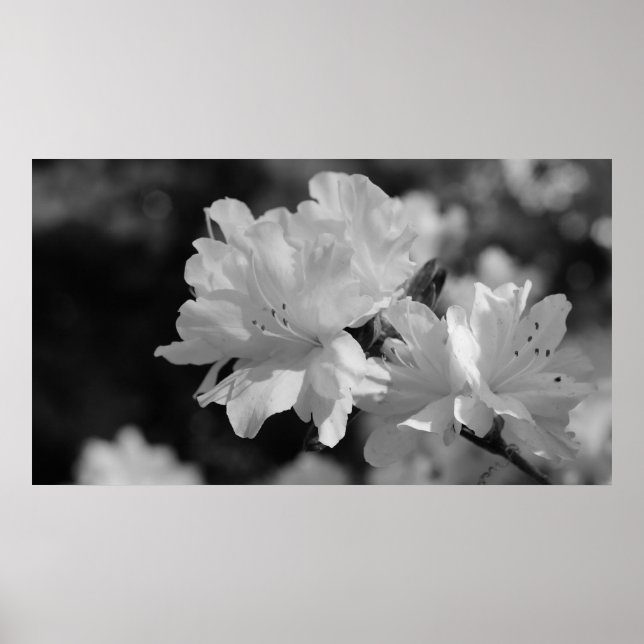 Affiches Jardin des fleurs (Devant)