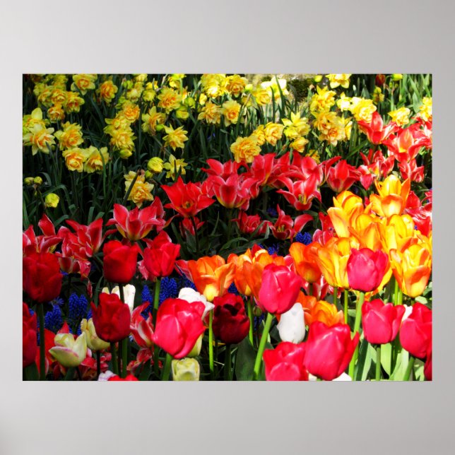 Affiches Jardin ensoleillé (Devant)