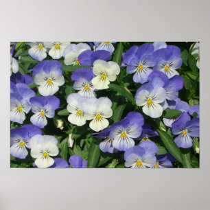 Affiches Jardin Floral de Pensées Violettes