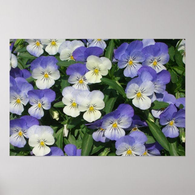 Affiches Jardin Floral de Pensées Violettes (Devant)