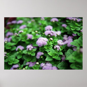 Affiches Jardin pourpre