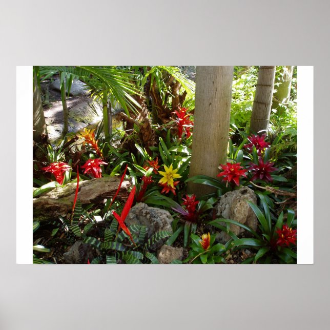 Affiches Jardin tropical (Devant)