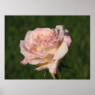 Affiches Jardins de Bagatelle Hybrid Tea Rose 054