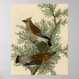 Affiches Jaseur cèdre d'Audubon