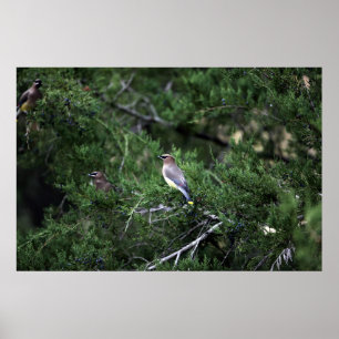 Affiches Jaseurs de cèdre dans l'arbre avec des baies