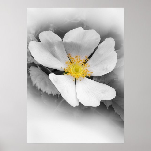 Affiches jaune dans les tons gris (Devant)