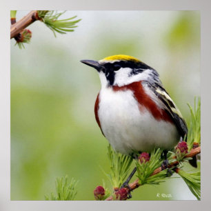 Affiches Jaune d'oiseaux