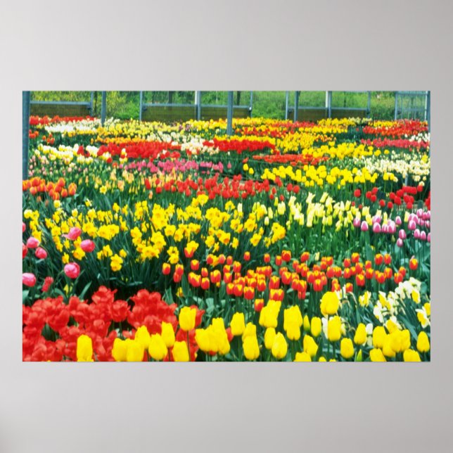 Affiches jaune Keukenhof Serres fleurs (Devant)