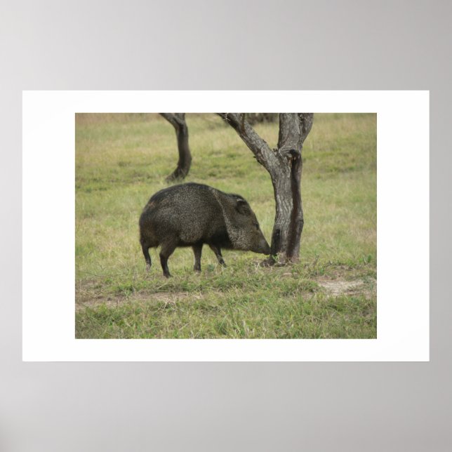 Affiches Javelina. (Devant)