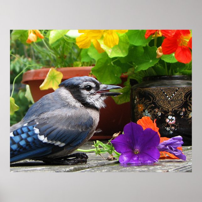 Affiches Jay bleu avec fleurs (Devant)
