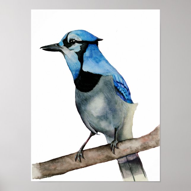 Affiches Jay bleu sur la peinture aquarelle à branche (Devant)