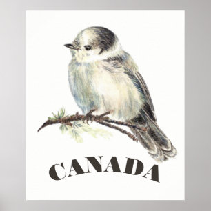 Affiches Jay gris gris d'oiseaux du Canada, Jack Whiskey
