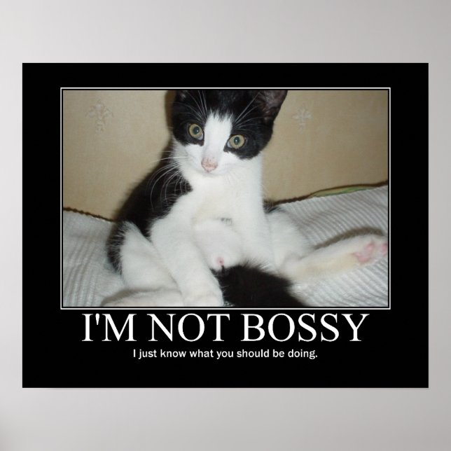 Affiches Je ne suis pas Bossy Cat (Devant)