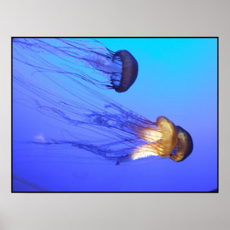 Affiches Jellies