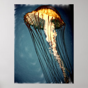 Affiches jellly_fly_2643_Paint_crtd