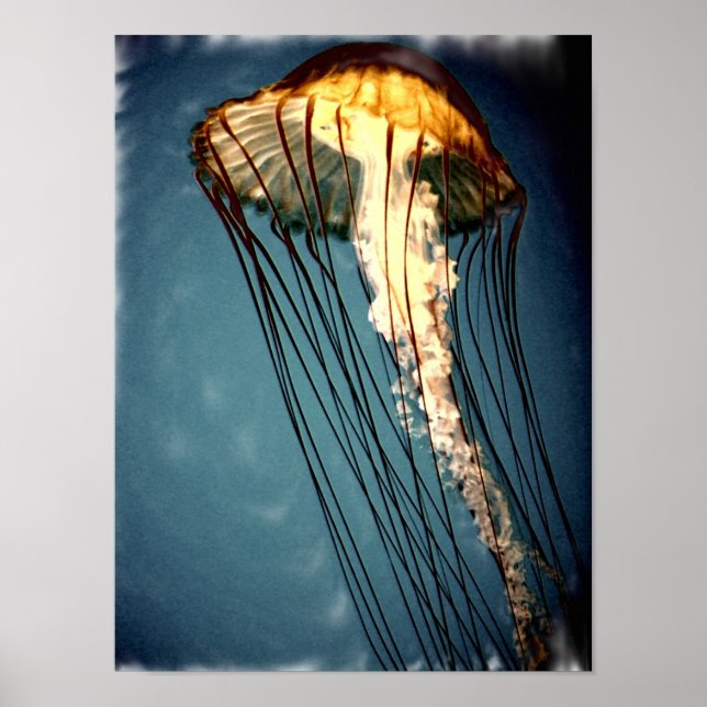 Affiches jellly_fly_2643_Paint_crtd (Devant)