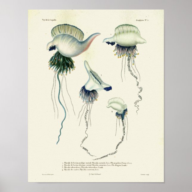 Affiches Jellyfish Bleu Mer Vintage Créatures Art Imprimer (Devant)