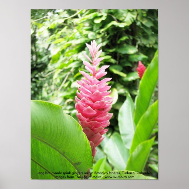 Affiches Jengibre rosado (gingembre rose) (Devant)