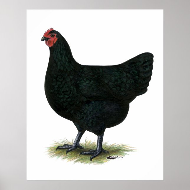 Affiches Jersey Giant : Black Hen (Devant)