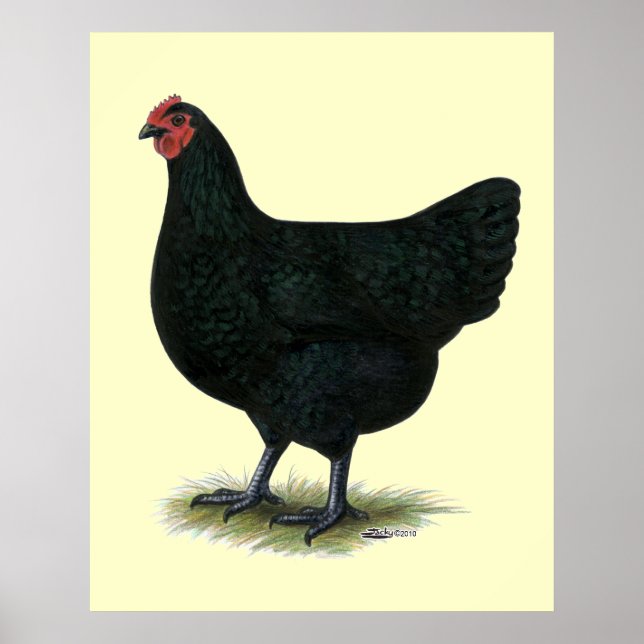 Affiches Jersey Giant : Black Hen (Devant)