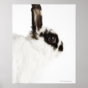 Affiches Jersey Wooly Rabbit