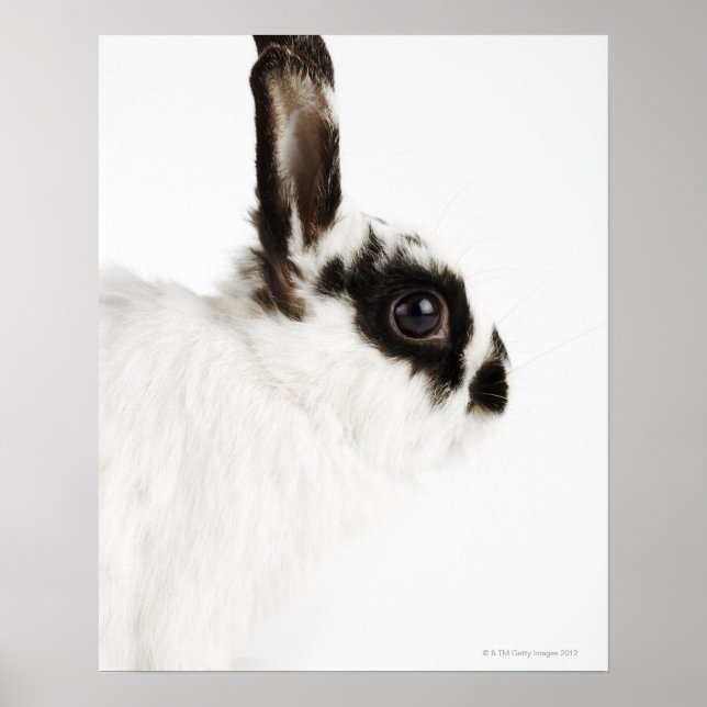 Affiches Jersey Wooly Rabbit (Devant)