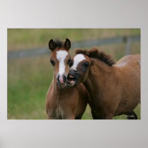 Affiches Jeu de poulains
