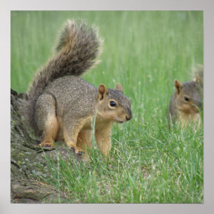 Affiches Jeu des écureuils