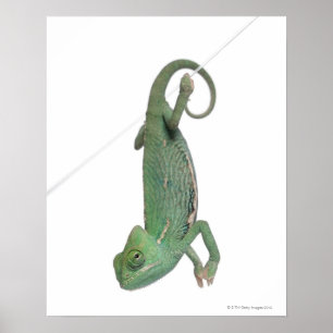 Affiches Jeune caméléon voilé, Chamaeleo calyptratus