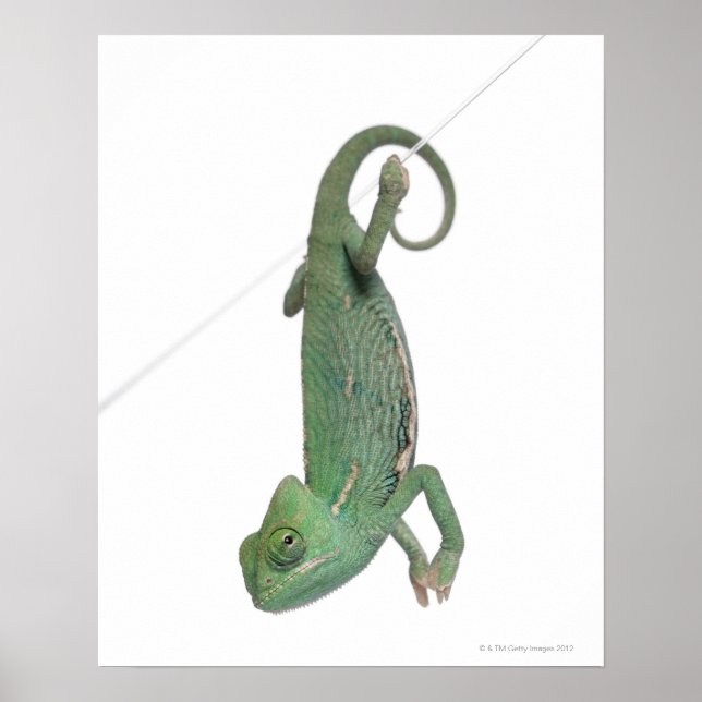 Affiches Jeune caméléon voilé, Chamaeleo calyptratus (Devant)