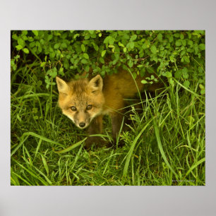Affiches Jeune Fox rouge sortant de la dissimulation dans