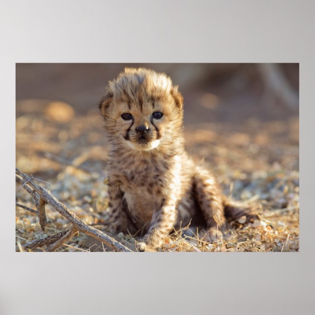 Affiches Jeune guépard mâle de 19 jours (Devant)