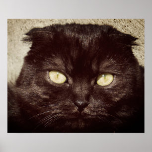 Affiches Jeune Munchkin Kitten Visage