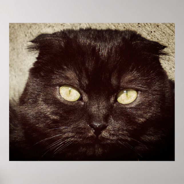 Affiches Jeune Munchkin Kitten Visage (Devant)